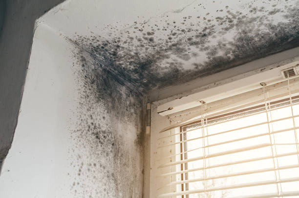 Affordable Hvac And Air Duct Mold Remediation solutions in Geneva, IL